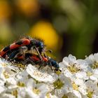 Bee-Bug-Love