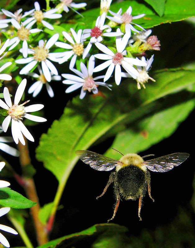 Bee Butt