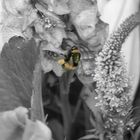 Bee B/W