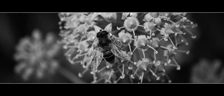 bee b/w