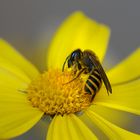 bee