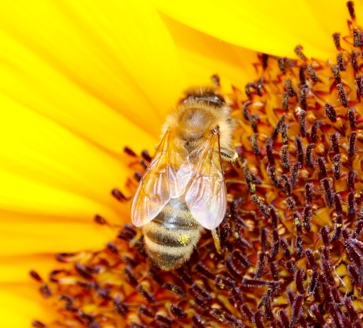 Bee