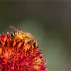 Bee collecting nectar