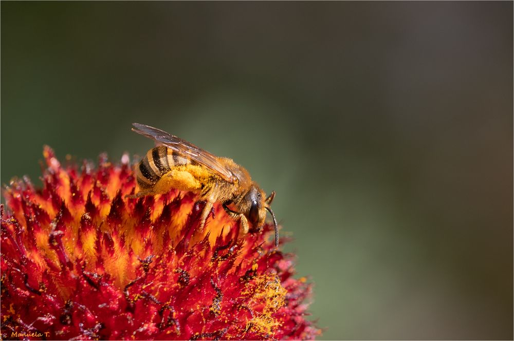 Bee collecting nectar