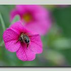 bee collecting pollen