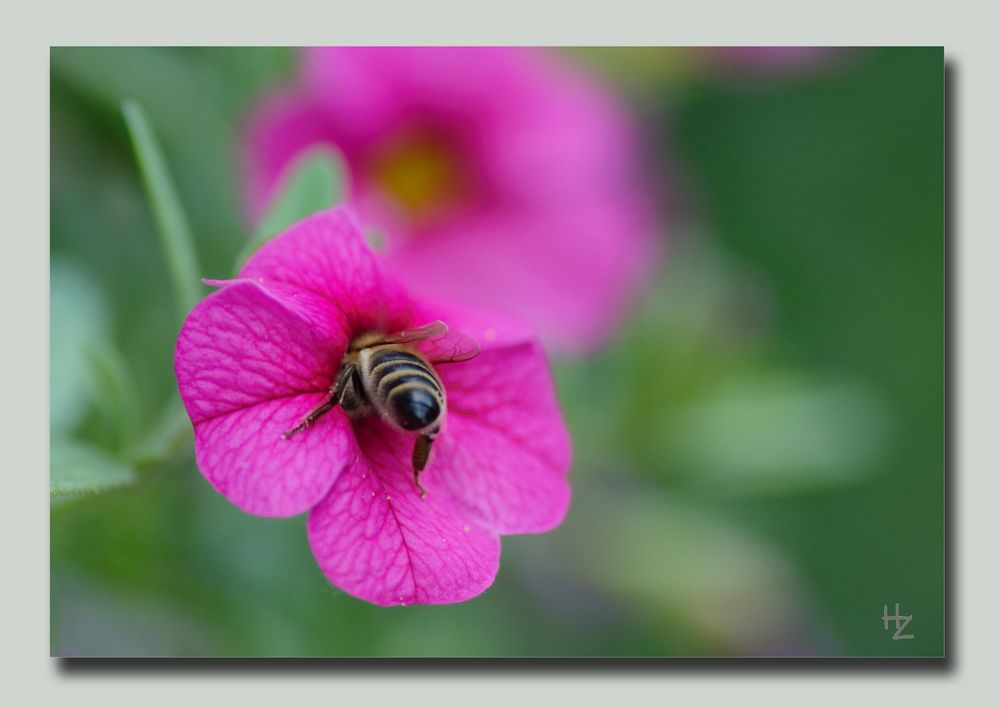 bee collecting pollen