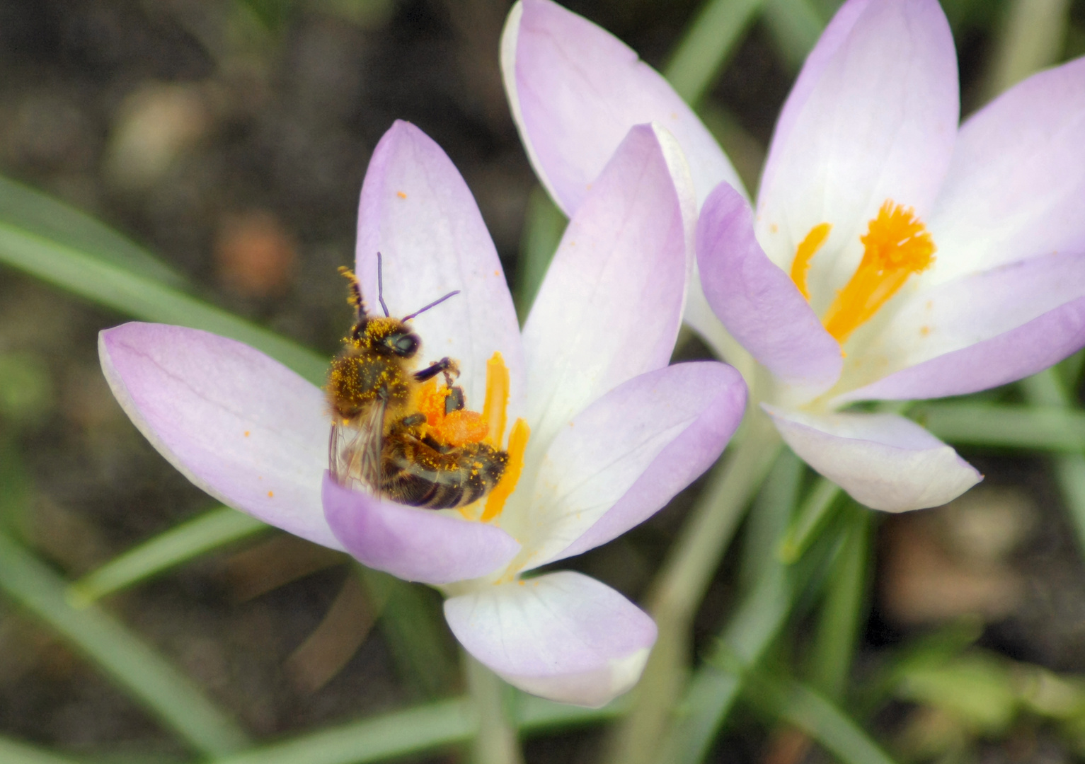 Bee & Crocus