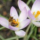 Bee & Crocus