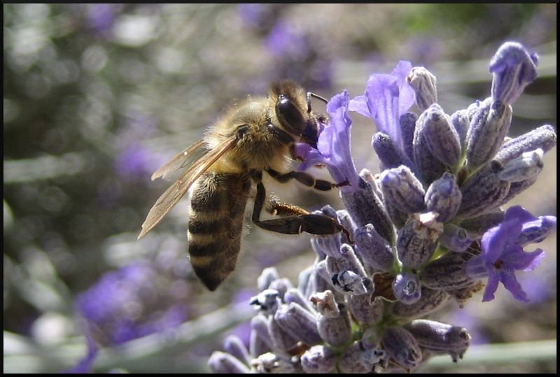 Bee drinking nectar