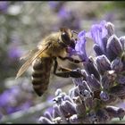 Bee drinking nectar