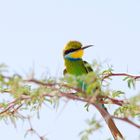 Bee - Eater