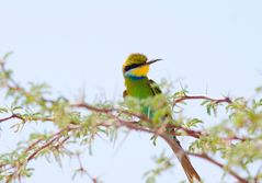 Bee - Eater