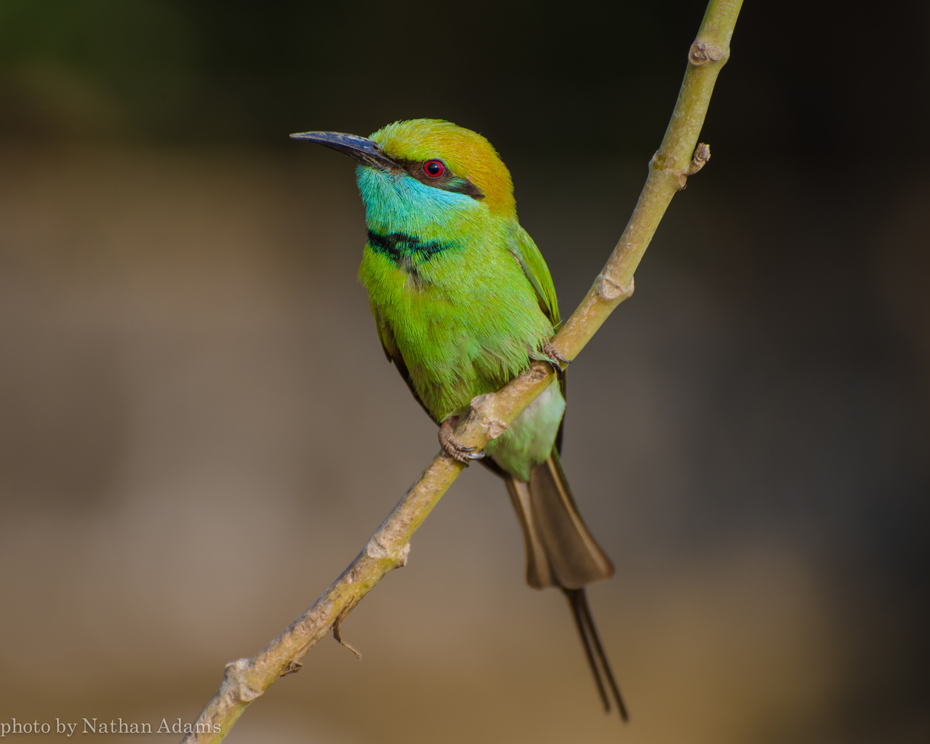bee eater 1
