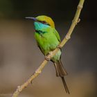 bee eater 1