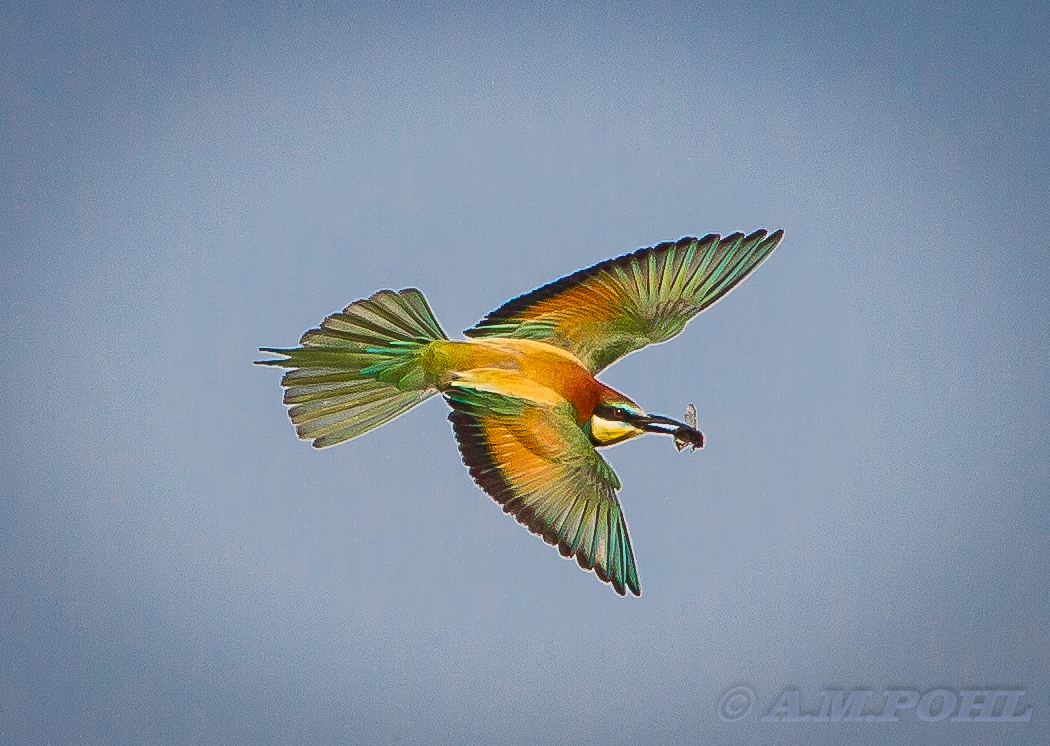 bee-eater :-)