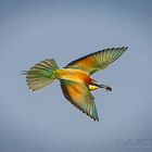 bee-eater :-)