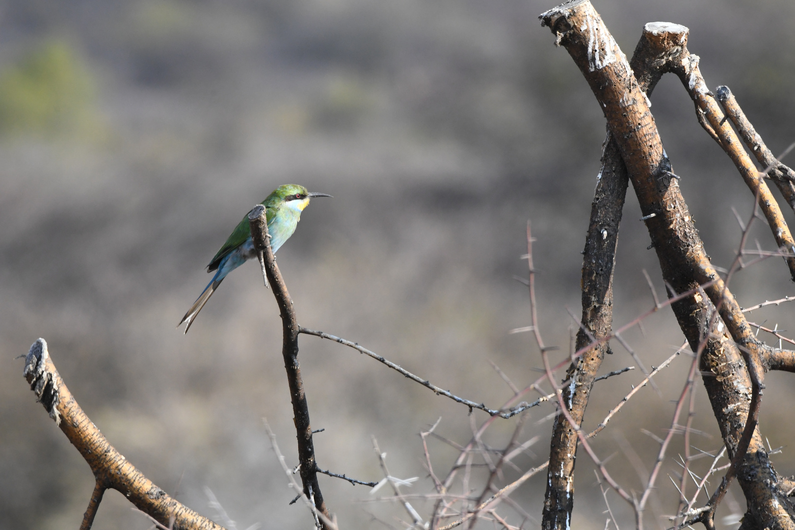 Bee eater