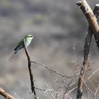 Bee eater