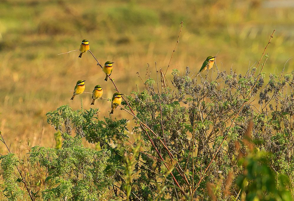 Bee-Eater