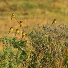 Bee-Eater