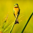 bee-eater