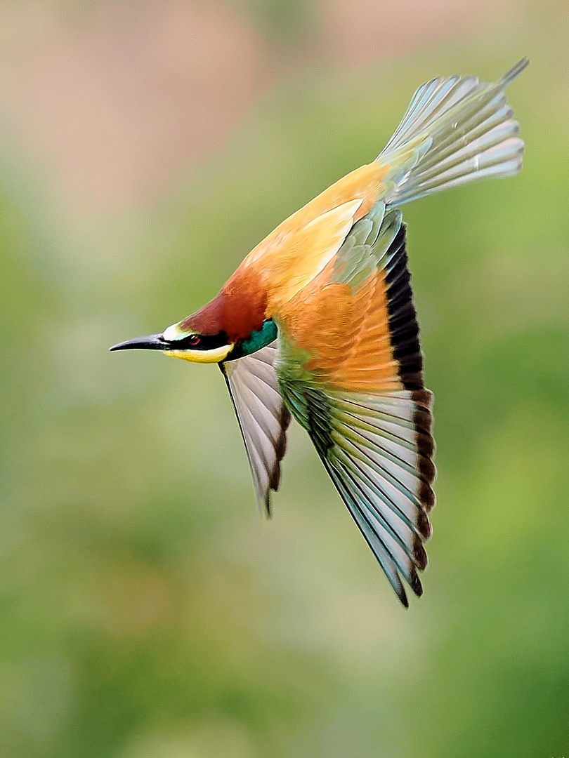 Bee-Eater