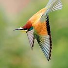 Bee-Eater