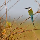 Bee-eater