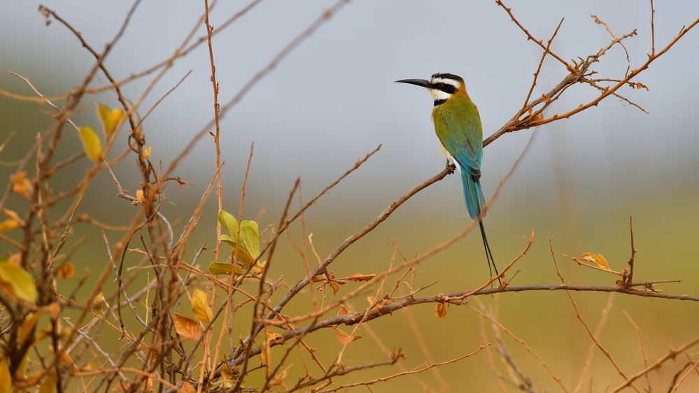 Bee-eater