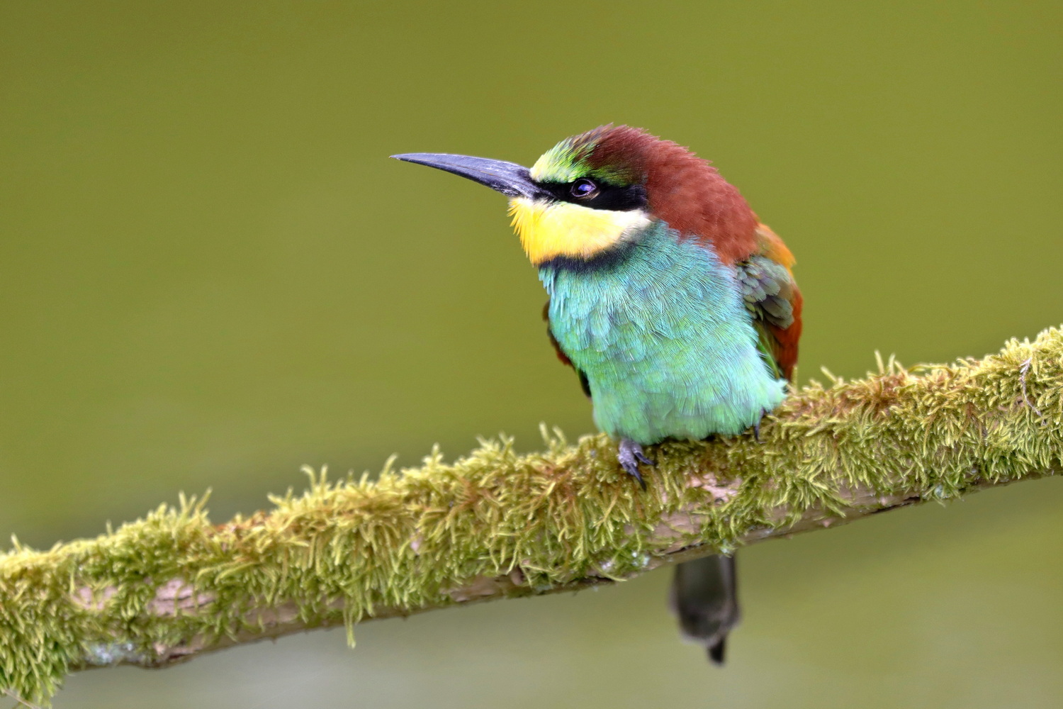 Bee-eater