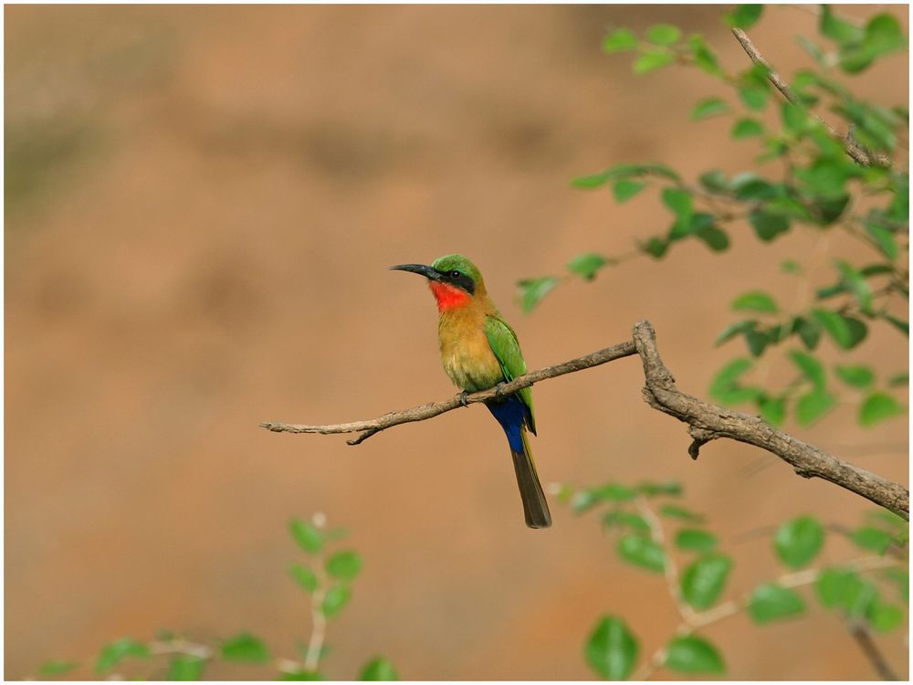 Bee-eater