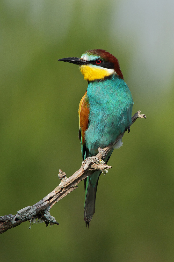 Bee eater