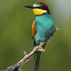 Bee eater