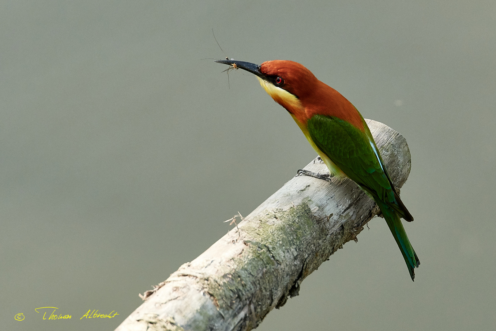 Bee-Eater