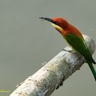 Bee-Eater