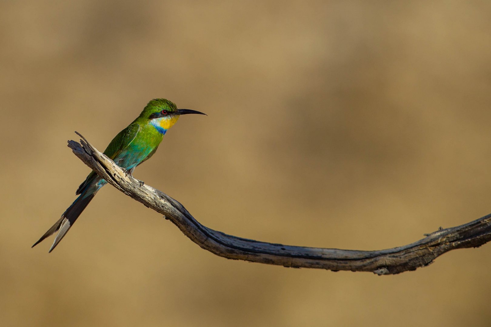 Bee-eater