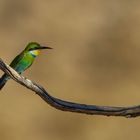 Bee-eater