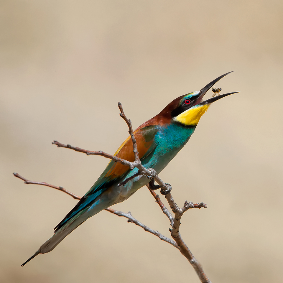 bee-eater