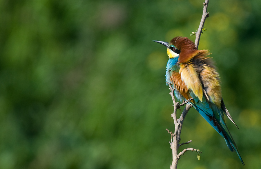 bee-eater