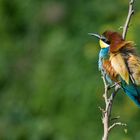 bee-eater