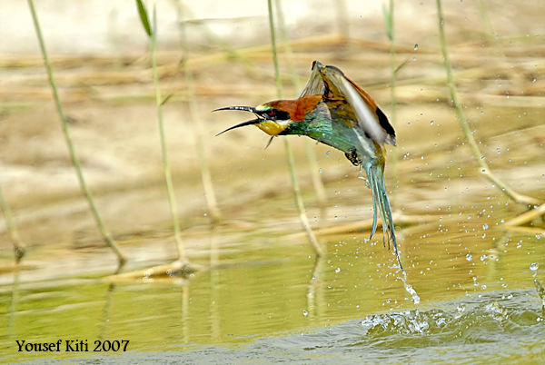 Bee Eater