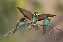 Bee-eater