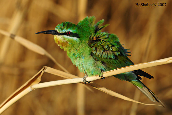 bee eater