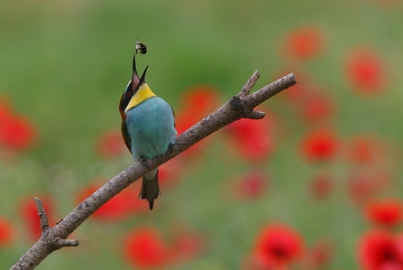 bee-eater