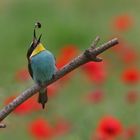 bee-eater