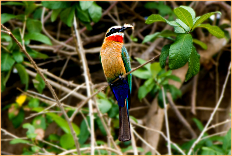 Bee Eater