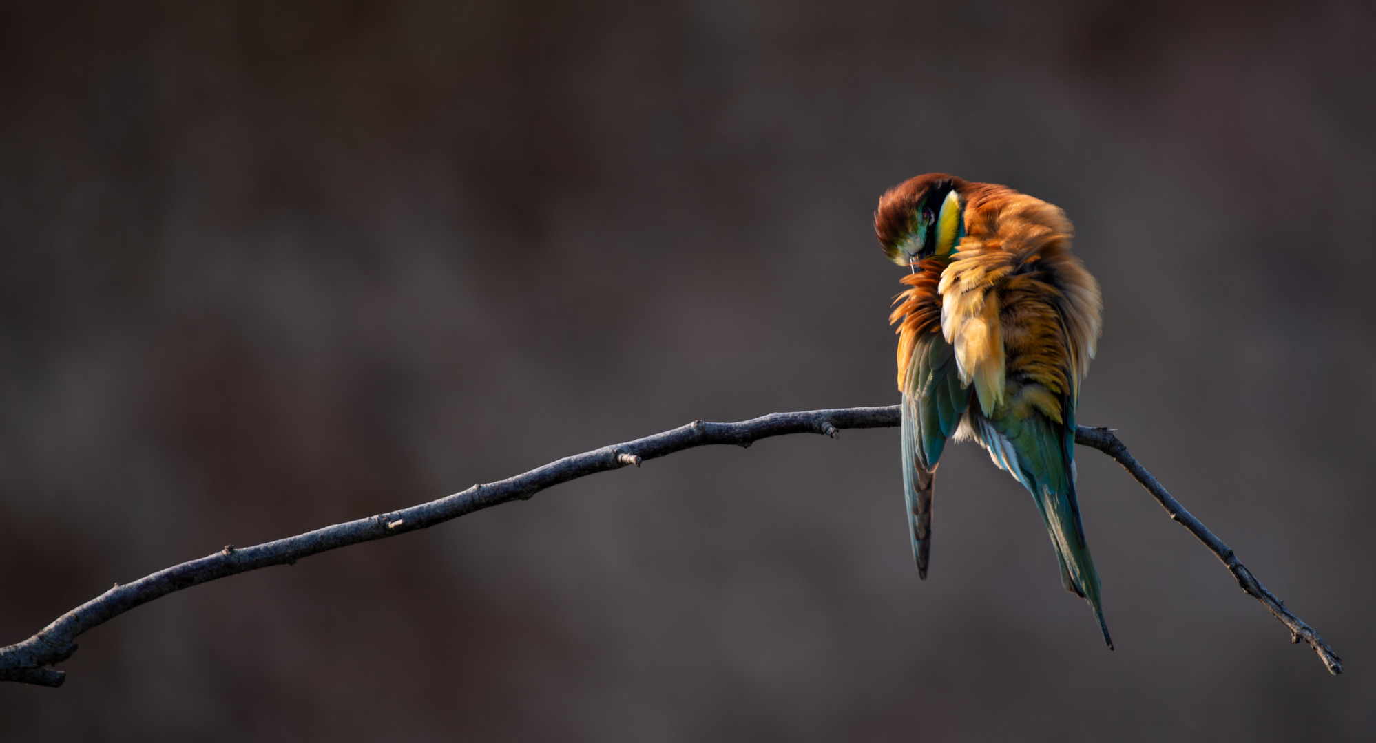 Bee-Eater