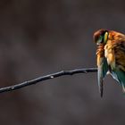 Bee-Eater