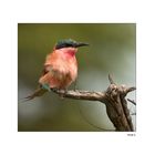 bee eater