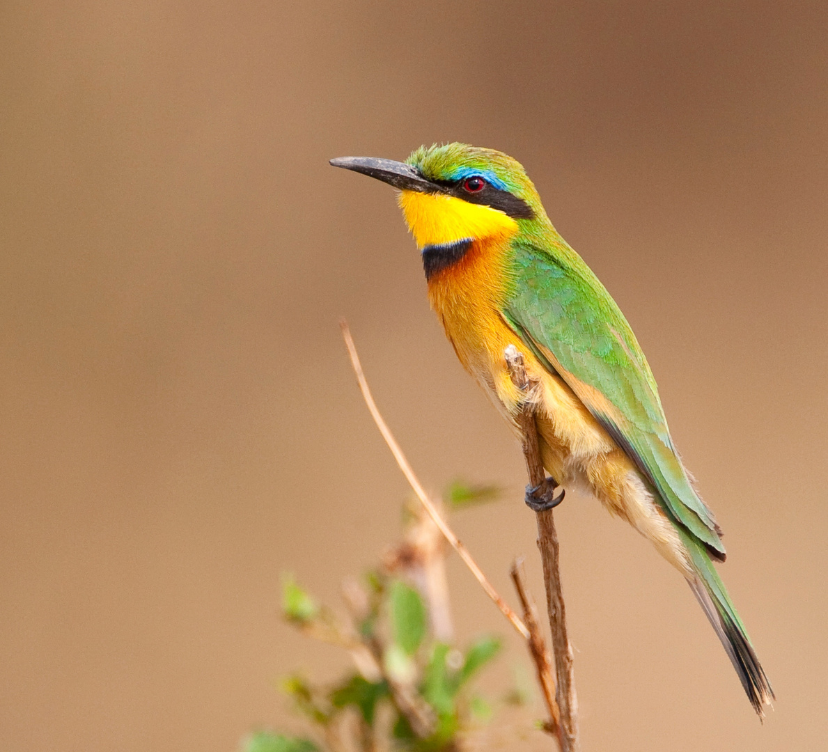 Bee eater